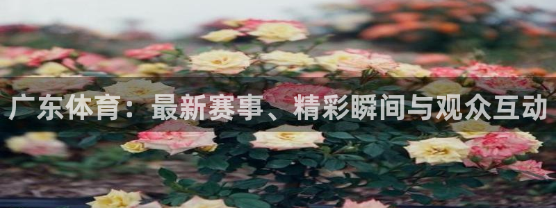 绿茵直播体育在线观看免费视频：广东体育：最新赛事、精彩瞬间与观众互动